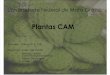 Plantas Cam ( w., A. j., r., j., A.)