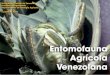 127283010 Entomo Fauna Venezolana