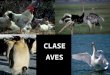 Clase Aves Ppt (1)