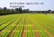 La Actividad Agricola en Argentina