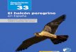 Seguimineto de Aves EL ALCÓN PEREGRINO en España