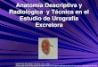 7.2  Anatomía descriptiva y radiológica y técnica del estudio urografía excretora