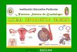 Sistema  reproductor femenino