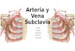 Anatomía - Arteria subclavia (Origen, Trayecto, Relaciones, Porciones y Colaterales)