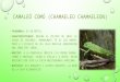 Camaleó comú