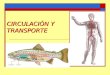 DIAPOSITIVA DE CIRCULACION Y TRANSPORTE BIOLOGÍA
