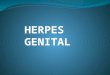 Herpes genital - GUSTAVO GÓMEZ 6to naturales