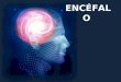El Encéfalo: descripción y características principales