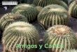 Con amigos cactus
