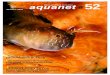 Aquanet 52 - / Fauna y flora de nuestras costas LA GORGONIA BLANCA / XV Campeonato de España de Fotografía Submarina en Ceuta