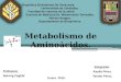 Aminoacidos--- Metabolismo