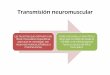 transmisión neuromuscular
