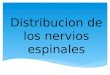 Distribucion de los nervios espinales alex