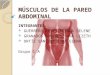 Músculos de la pared abdominal