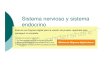 Microsoft PowerPoint - Clases 5 y 6 Sistema Nerv y Sistema Endocrino