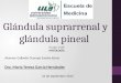 Histología de glándulas Suprarrenal y Pineal