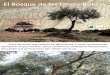 El bosque de los Olivos Bonsai . Olivos Bonsay.pdf