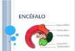 Encéfalo- Presentacion Final Embrio