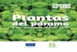 02 Plantas de Paramo