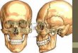 Huesos de Cráneo y Cara