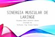Sinergia Muscular y Mucosa