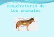El sistema respiratorio de los animales.pptx