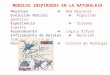 c5 Redes Neuronales(1)