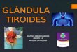 GLÁNDULA TIROIDES