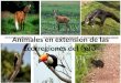 Animales en Extensión de Las Ecorregiones Del Perú