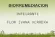 Exp Biorremediacion.ppt