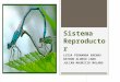 Sistema Reproductor insectos