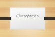 Glucogénesis y Glugoneogénesis