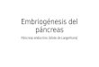 embrio pancreas