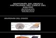 Anatomia e Histologia Del Casco