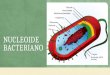 NUCLEOIDE BACTERIANO