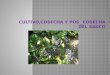 Cultivo,Cosecha y Pos _cosecha Del Sauco
