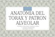 Anatomia Del Torax y Patron Alveolar 1