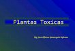 Plantas Toxicas