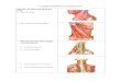 Clasificación de Los Músculos Del Cuello y Dorso