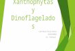 Atlas Chlorophytas, Xanthophytas y Dinoflagelados
