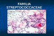 Unidad 3 3 Familia Streptococcaceae3