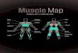 Mapa de Los Musculos
