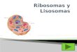 Ribosomas y Lisosomas