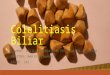 Colelitiasis Biliar
