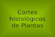 Cortes histológicos de Plantas. Colenquima Punta de Elodea sp. Meristemo