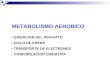 METABOLISMO AEROBICO OXIDACION DEL PIRUVATO CICLO DE KREBS TRANSPORTE DE ELECTRONES FOSFORILACION OXIDATIVA