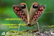 ORTHOPTERA (grasshoppers, crickets, katydids). Neoptera Plecoptera Phasmida Orthoptera Zoraptera Blattaria Grylloblattodea Mantophasmatodea Embiodea Dermaptera