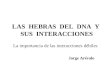 LAS HEBRAS DEL DNA Y SUS INTERACCIONES La importancia de las interacciones débiles Jorge Arévalo