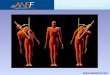 Www.cpatermi.com. La ANTROPOMETRIA es la ciencia que estudia la morfología corporal, cuantificando el tamaño, forma y proporción, así como la composición