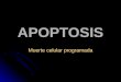 APOPTOSIS Muerte celular programada. La apoptosis consiste en una serie de acontecimientos que conducen a la muerte de la célula ordenadamente La apoptosis